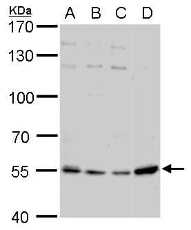 PBEF/Visfatin/NAMPT Antibody