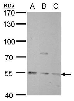 PBEF/Visfatin/NAMPT Antibody