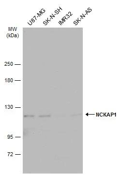 NCKAP1 Antibody