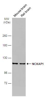 NCKAP1 Antibody