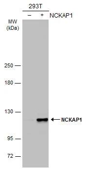 NCKAP1 Antibody