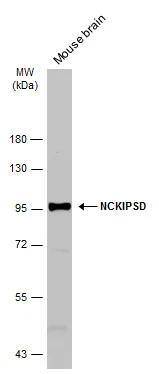 NCKIPSD Antibody - BSA Free