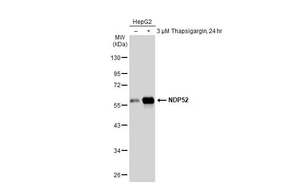 NDP52 Antibody