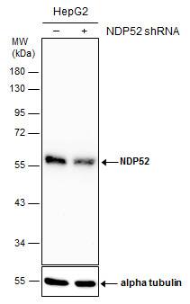 NDP52 Antibody - BSA Free