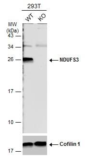 NDUFS3 Antibody - BSA Free