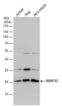 NDUFS3 Antibody - BSA Free