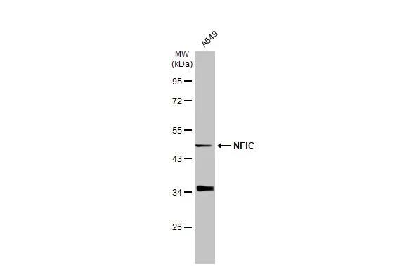 NFIC Antibody