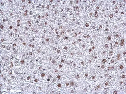 NFYB Antibody - BSA Free