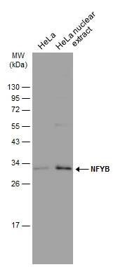 NFYB Antibody