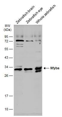 NFYB Antibody