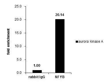 NFYB Antibody