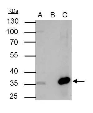 NFYB Antibody