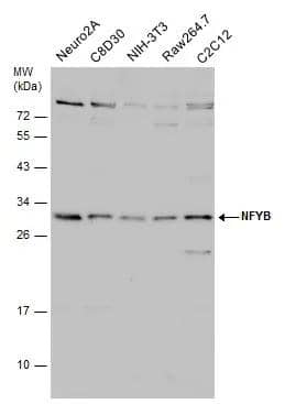 NFYB Antibody