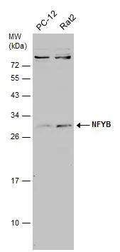 NFYB Antibody
