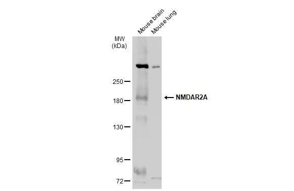 NMDAR2A Antibody - BSA Free