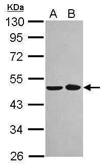 NOB1 Antibody - BSA Free