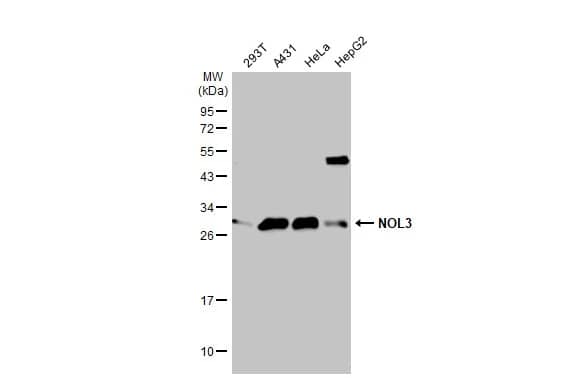 ARC/NOL3 Antibody