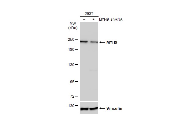 non-muscle Myosin IIA Antibody