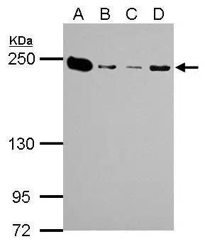 non-muscle Myosin IIA Antibody - BSA Free