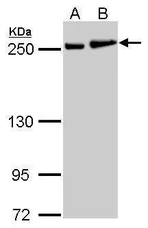 non-muscle Myosin IIA Antibody - BSA Free