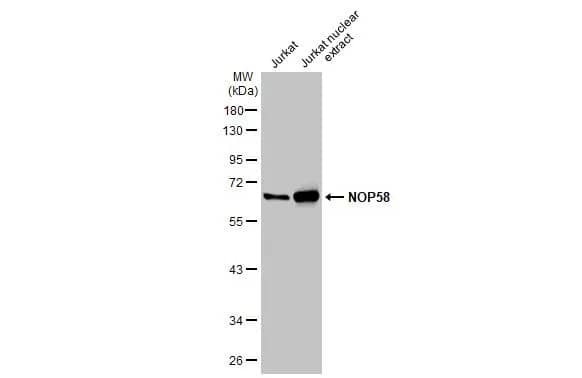 NOP58 Antibody