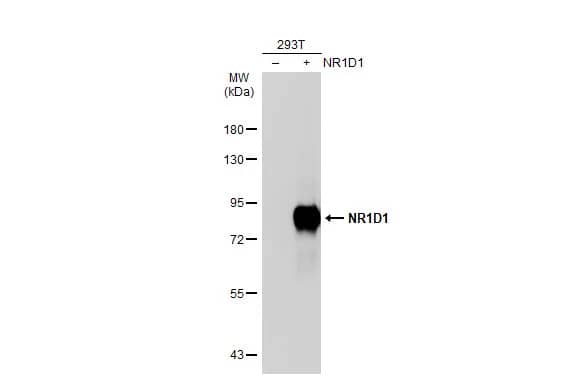 Rev-erb A alpha/NR1D1 Antibody