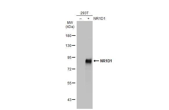 Rev-erb A alpha/NR1D1 Antibody