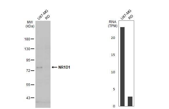 Rev-erb A alpha/NR1D1 Antibody
