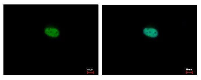 Rev-erb beta/NR1D2 Antibody - BSA Free