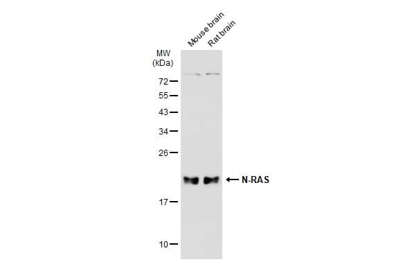 NRAS Antibody