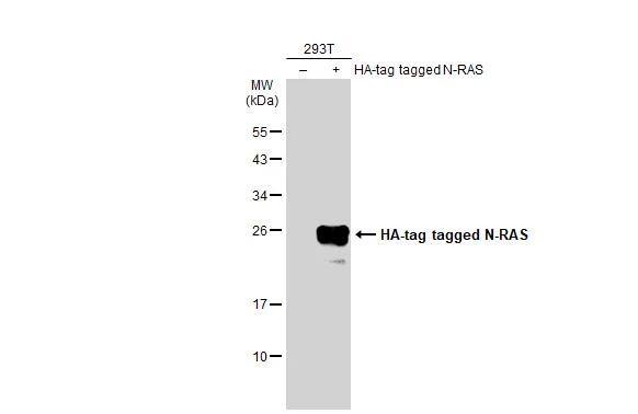 NRAS Antibody