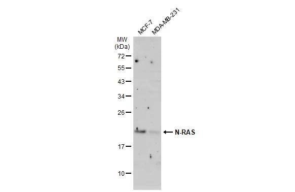 NRAS Antibody