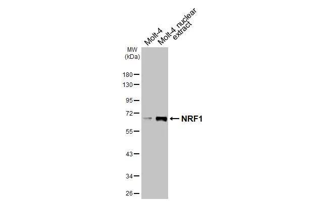 Nrf1 Antibody - BSA Free