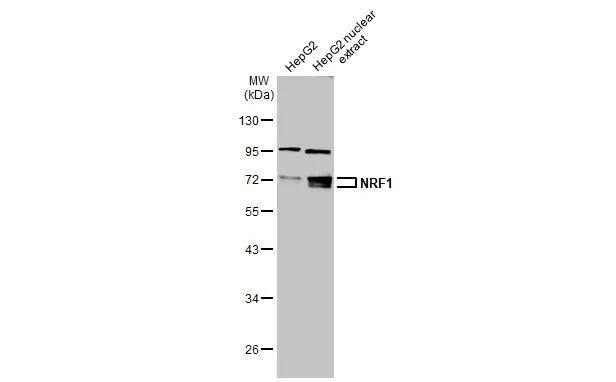 Nrf1 Antibody - BSA Free