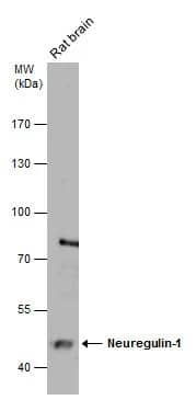 Neuregulin-1/NRG1 Antibody