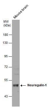 Neuregulin-1/NRG1 Antibody