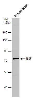 NSF Antibody