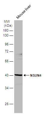 NSUN4 Antibody - BSA Free