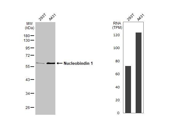 Nucleobindin 1 Antibody - BSA Free