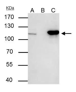 Nucleoporin 107 Antibody - BSA Free