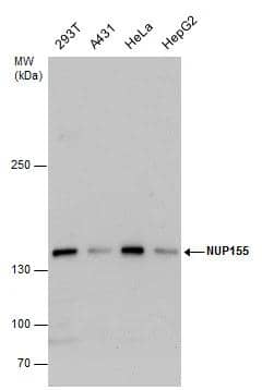 NUP155 Antibody - BSA Free