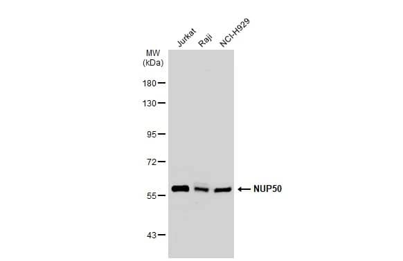 NUP50 Antibody