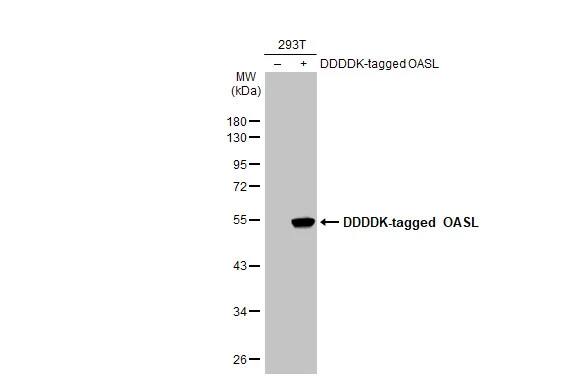 OASL Antibody