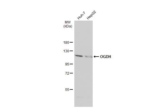 OGDH Antibody