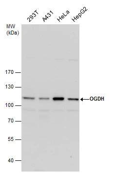 OGDH Antibody