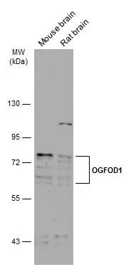 OGFOD1 Antibody