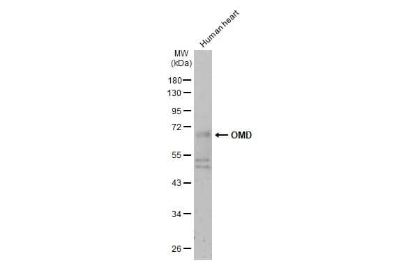 Osteoadherin/OSAD/OMD Antibody