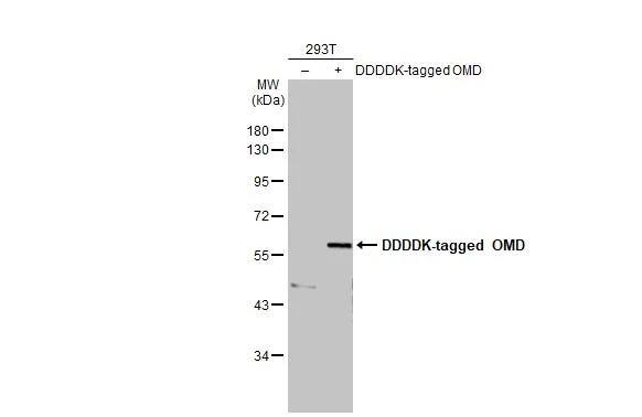 Osteoadherin/OSAD/OMD Antibody