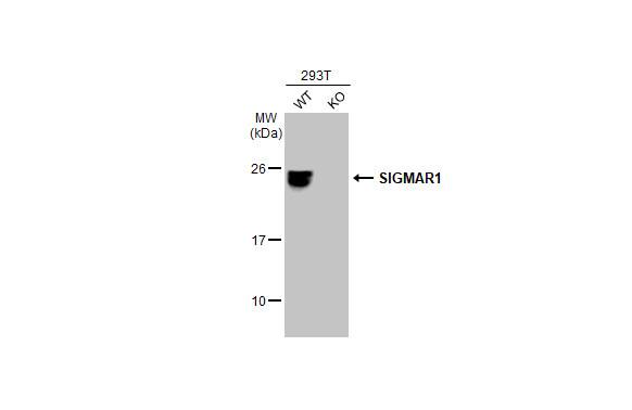 Sigma-1 R/OPRS1 Antibody
