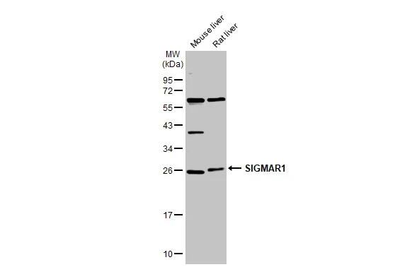 Sigma-1 R/OPRS1 Antibody